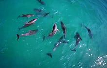 Delfin